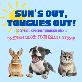 Sun's Out Tongues Out Adoption Special Extended!
