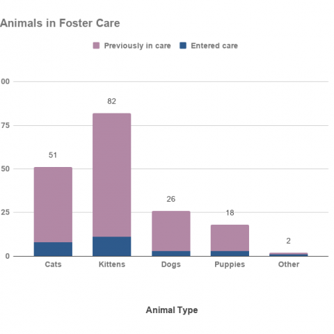 Animals in Foster Care