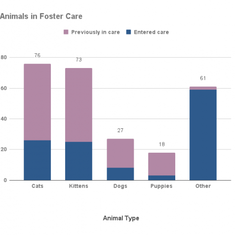 Animals in foster care, July 2021