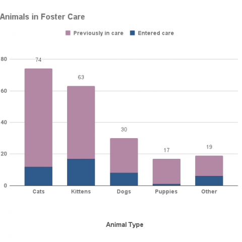 Animals in foster care, October 2021