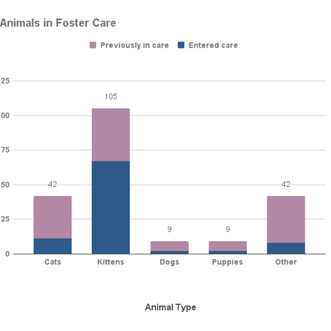 Animals in foster care - May 2022