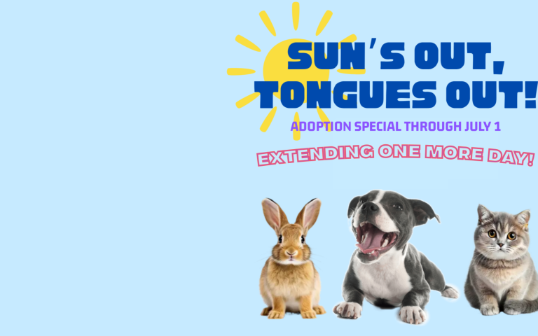 Sun's Out Tongues Out Adoption Special... Extended!